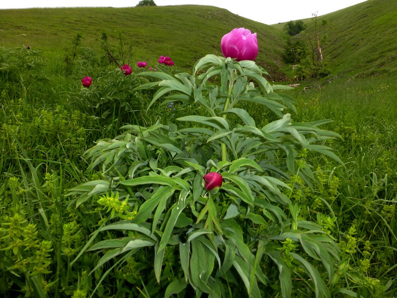 Monti Sibillini 2015